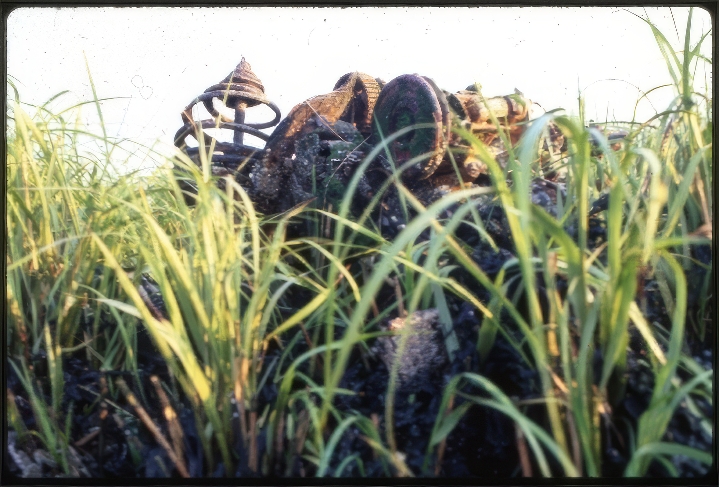 6. Life in the tidal marsh